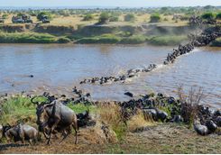 wildebeest river charge