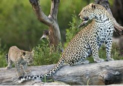 serengeti leopard and cub