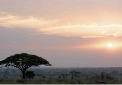 serengeti landscape