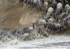 serenget wildebeest migration