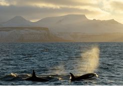 Orcas breaching