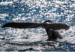 A whale tail slapping the surface