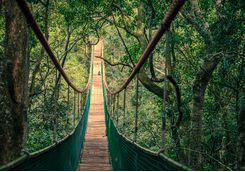 Plettenberg jungle bridge through canopy