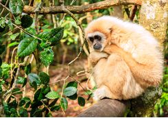 A monkey in a tree in Plettenberg