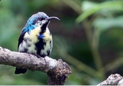 Birdlife, Sri Lanka