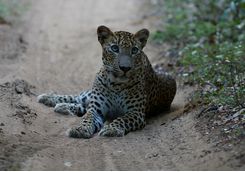 Leopard, Sri Lanka