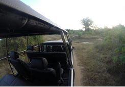 Leopard Trails