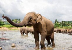 Elephant Safari
