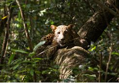 Leopard Spotting