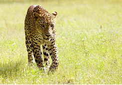 Leopard, Wilpattu
