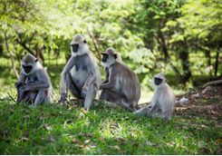 Monkeys, Sri lanka