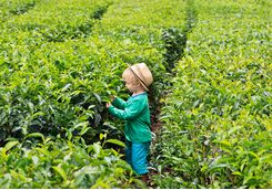 Tea plantation, kid