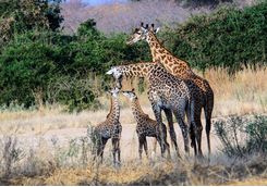 Giraffes spotting, Africa