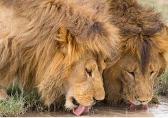Lions drinking