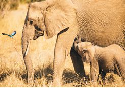 Elephants Safari, Africa