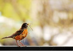 Birdlife, Tanzania