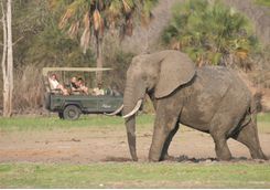 Game Drive, Siwandu