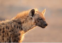 hyena namibia