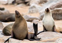 seals swakopmund