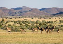 zebra damaraland