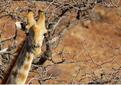 giraffe damaraland