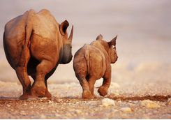 black rhino calf etosha