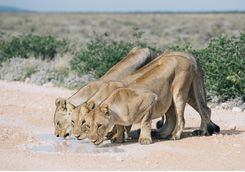 lioness etosha