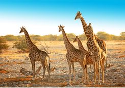 etosha giraffe family