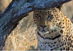 okonjima leopard