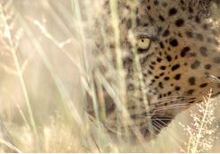 leopard okonjima
