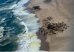 Seal Colony, Skeleton Coast