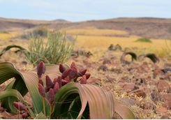 Welwitschia Mirabilis