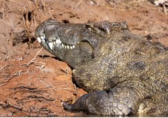 Crocodile, Namibia