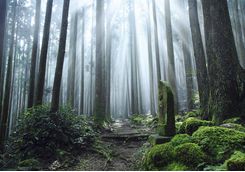 Kumano Kodo trail and shrine