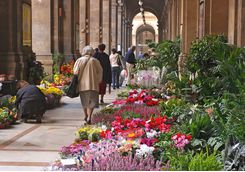 Flowers in Florence