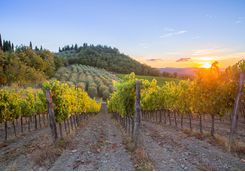 Winery in Tuscany