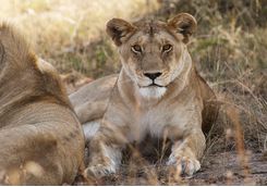 A lion in the Serengeti