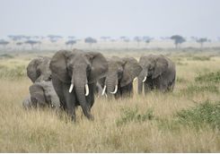 Elephants in the Serengeti