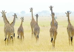 A herd of Giraffes