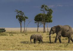 An elephant herd on safari
