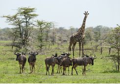 wilderbeast and giraffes