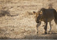 A lion in Selous