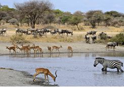 A watering hole in Selous