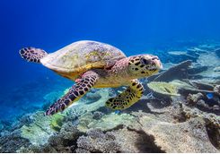 maldives-sea-turtle