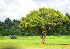 safari transfer