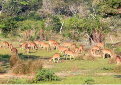 wilpattu national park deer
