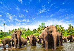 elephants