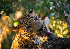 leopard