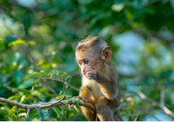 monkey