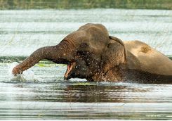 wilpattu national park